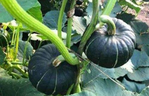 吃瓜吃火的网红是谁,揭秘网络红人的崛起之路 第2张 吃瓜吃火的网红是谁,揭秘网络红人的崛起之路 第2张